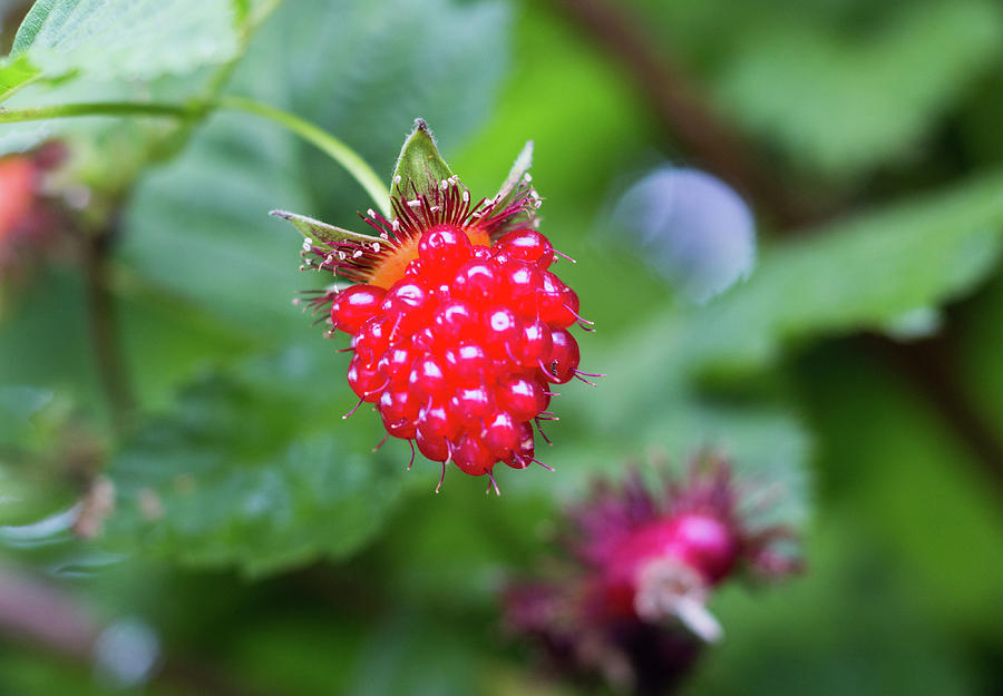 Salmonberry Photograph by Edie Ann Mendenhall - Fine Art America