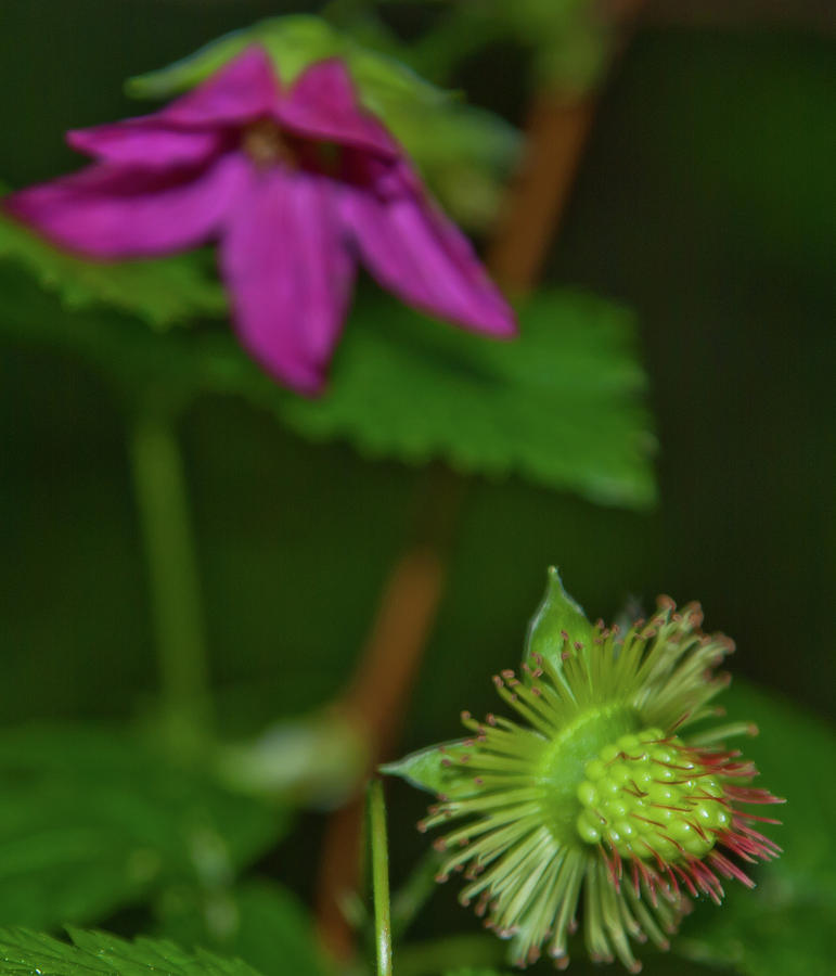 Salmonberry Flower and Seeds Photograph by Cascade Colors