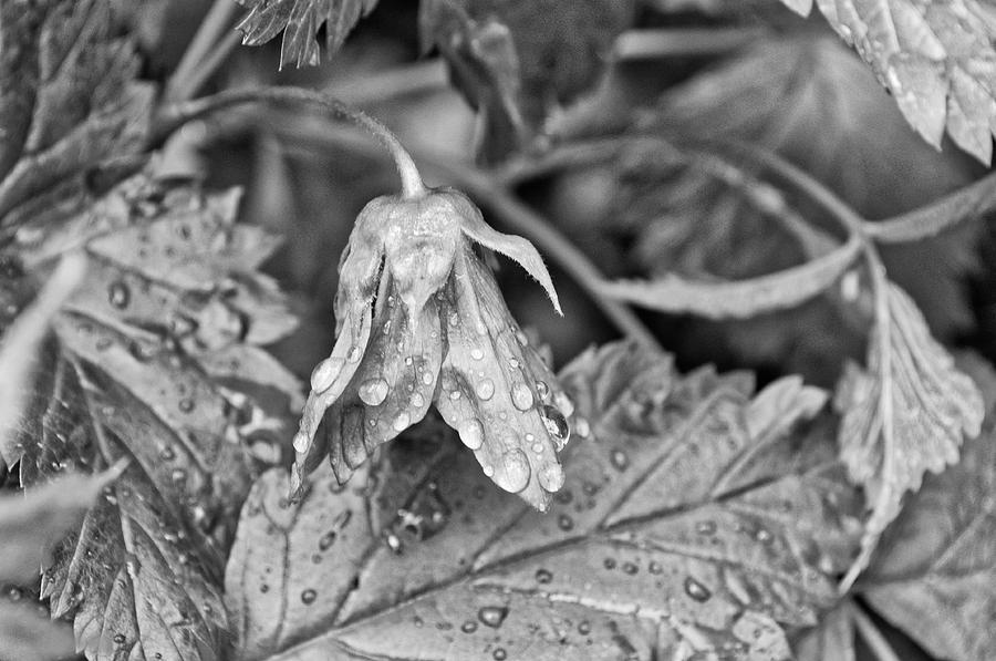 Salmonberry Flower in the Rain Monochrome Photograph by Cathy Mahnke