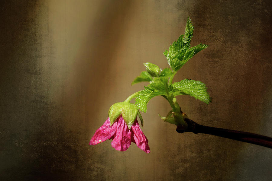 Salmonberry Flower Photograph by Inge Riis McDonald