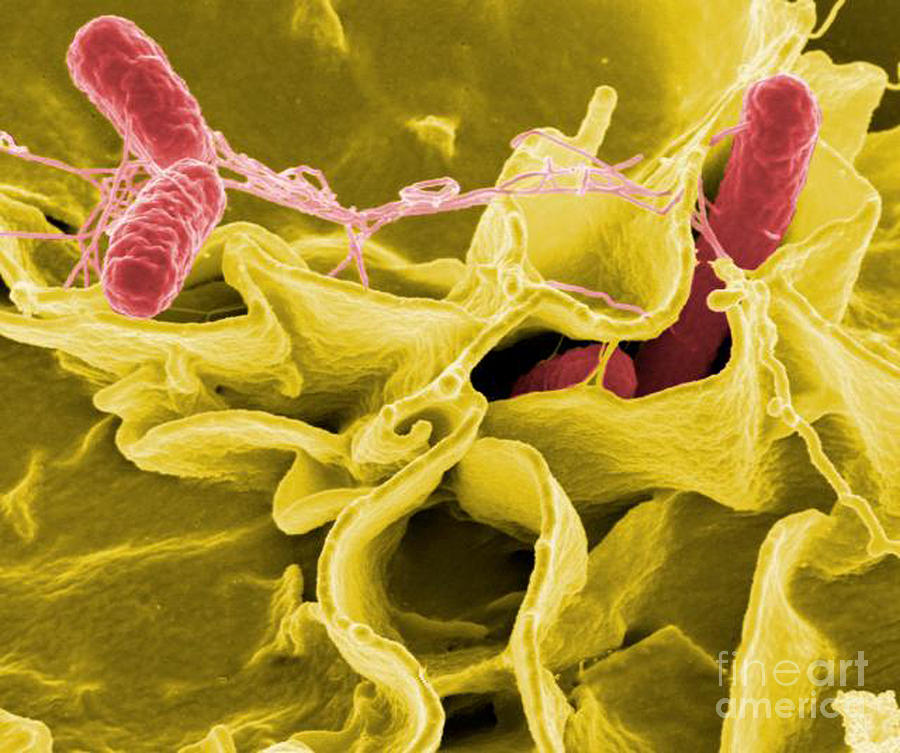Microbiology Photograph - Salmonella Bacteria, Sem by Science Source