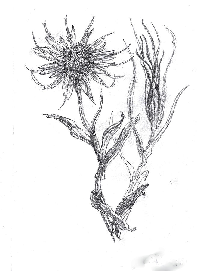 Download Salsify wildflower field sketch Drawing by Dawn Senior-Trask