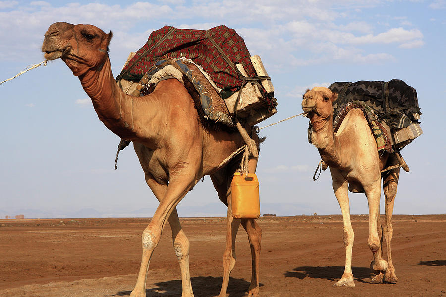 Salt Camels Of The Danakil Photograph by Aidan Moran