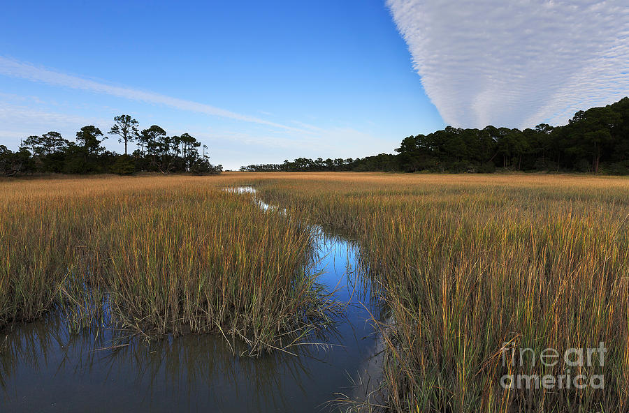 Salt marsh at Hunting Island State Park Photograph by Louise ...