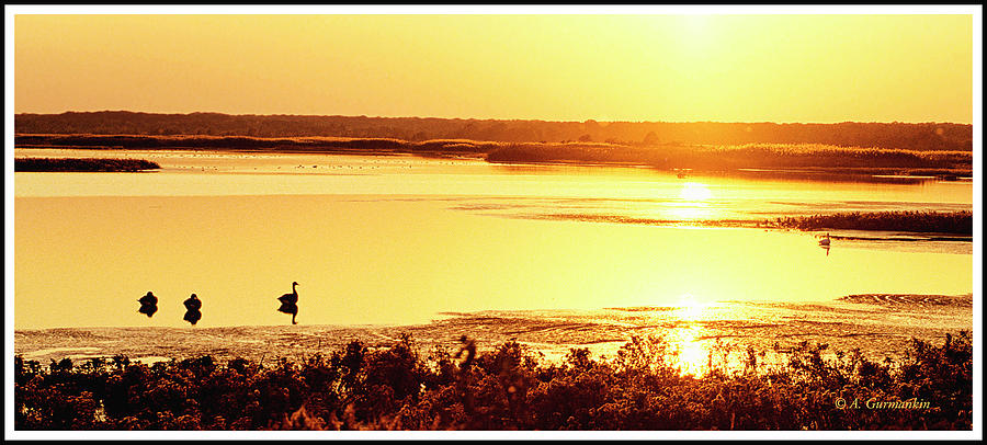 Salt Marsh at Sunset Photograph by A Macarthur Gurmankin