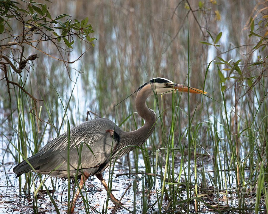 Salt Marsh Blue Heron Photograph by Dale Powell - Fine Art America