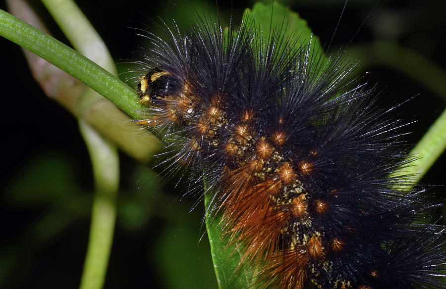 Salt Marsh Caterpillar Photograph by Larah McElroy