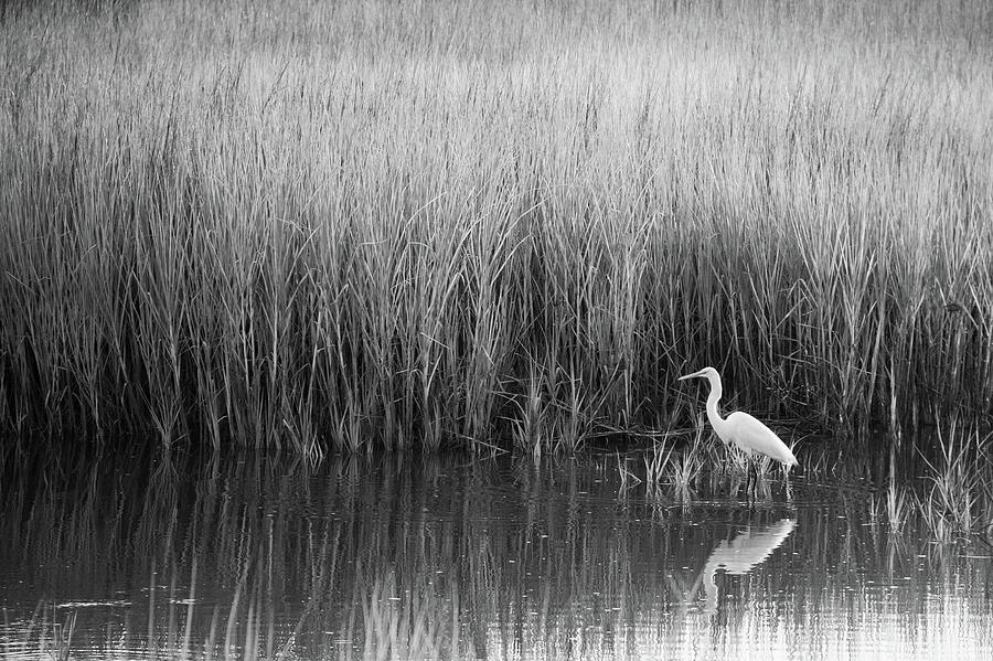Salt Marsh Egret Photograph by Wendy Milazzo