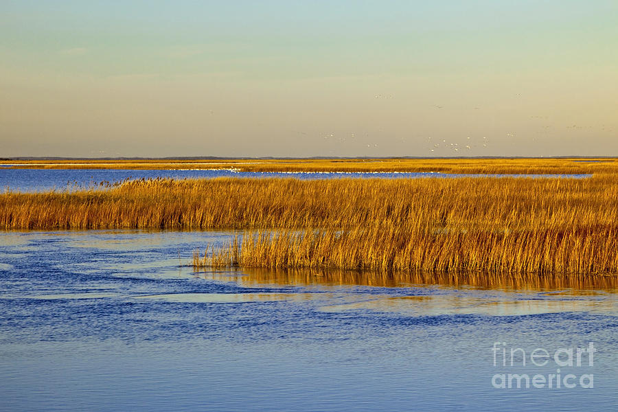 Salt Marsh In Autumn Photograph by Michael P. Gadomski