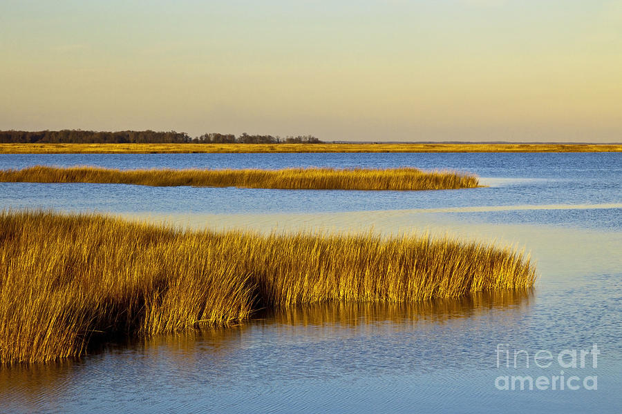 Salt Marsh In Delaware Photograph by Michael P. Gadomski