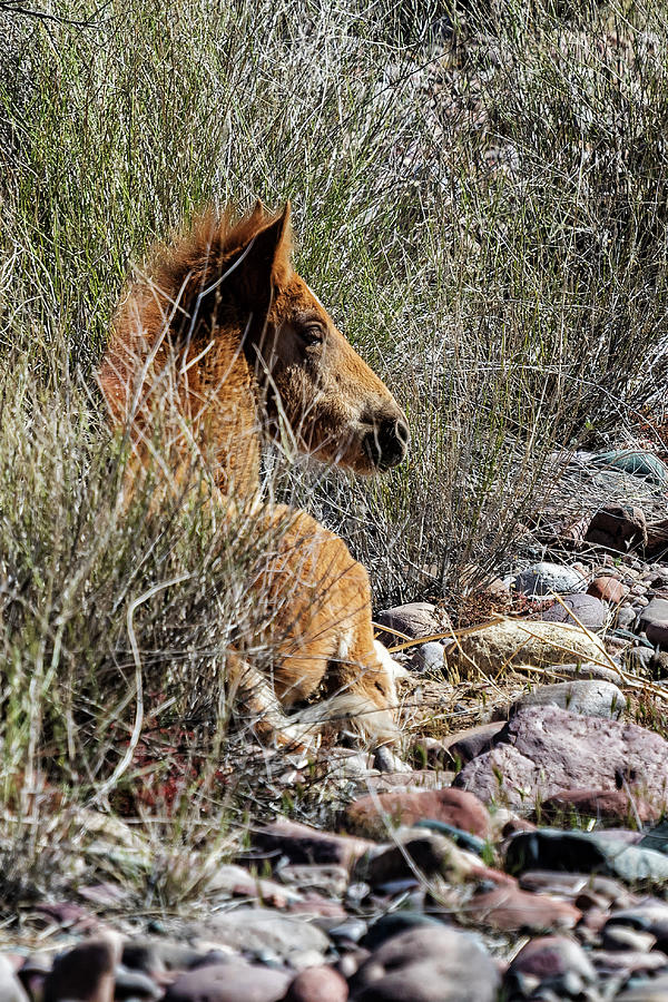 Salt River Foal Finding A Spot to Rest Photograph by Belinda Greb