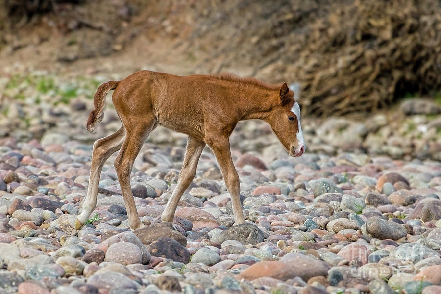 Salt River Foal Photograph by Lisa Manifold