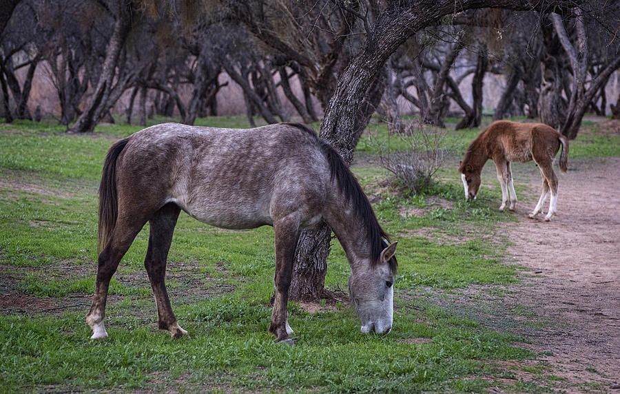 Wild Horses Photograph - Salt River horses in the desert by Dave Dilli