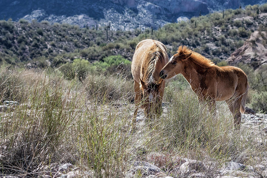 Salt River Mare and Her Colt, No. 1 Photograph by Belinda Greb