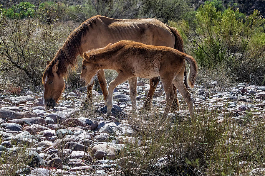 Salt River Mare and Her Colt, No. 2 Photograph by Belinda Greb