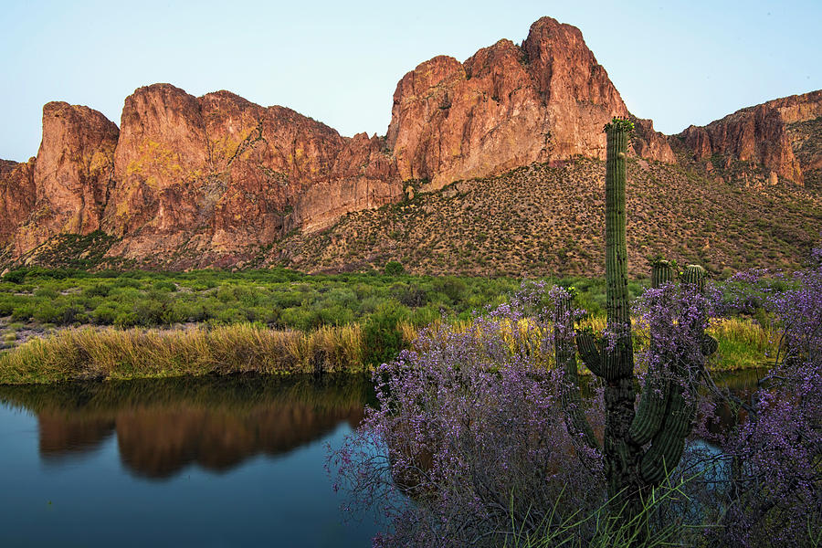 Salt River reflections with Ironwood blooms Photograph by Dave Dilli