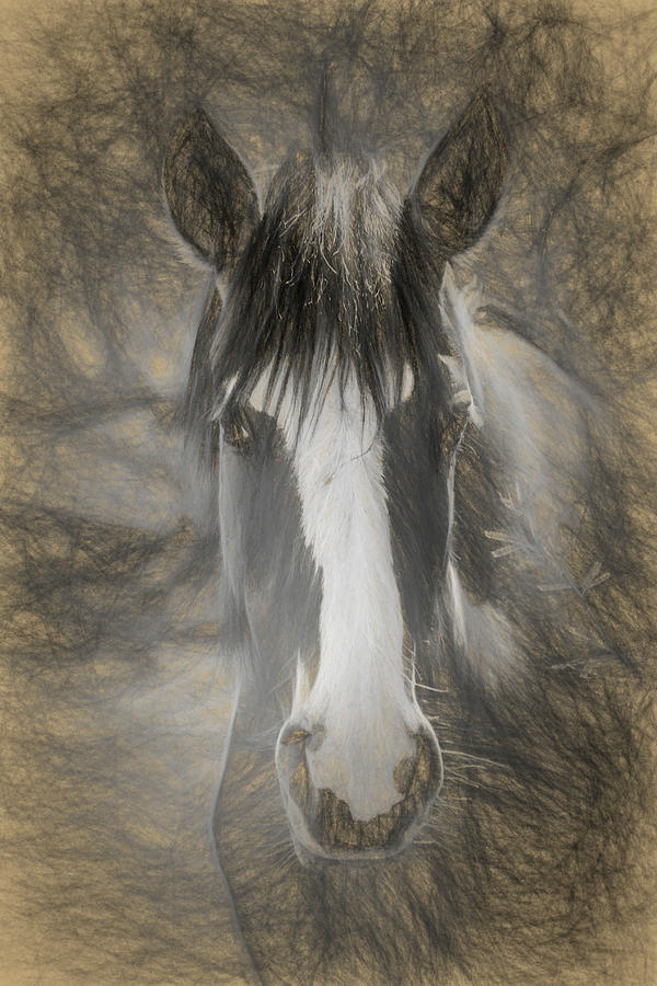 Salt River Stallion Photograph by Teresa Wilson