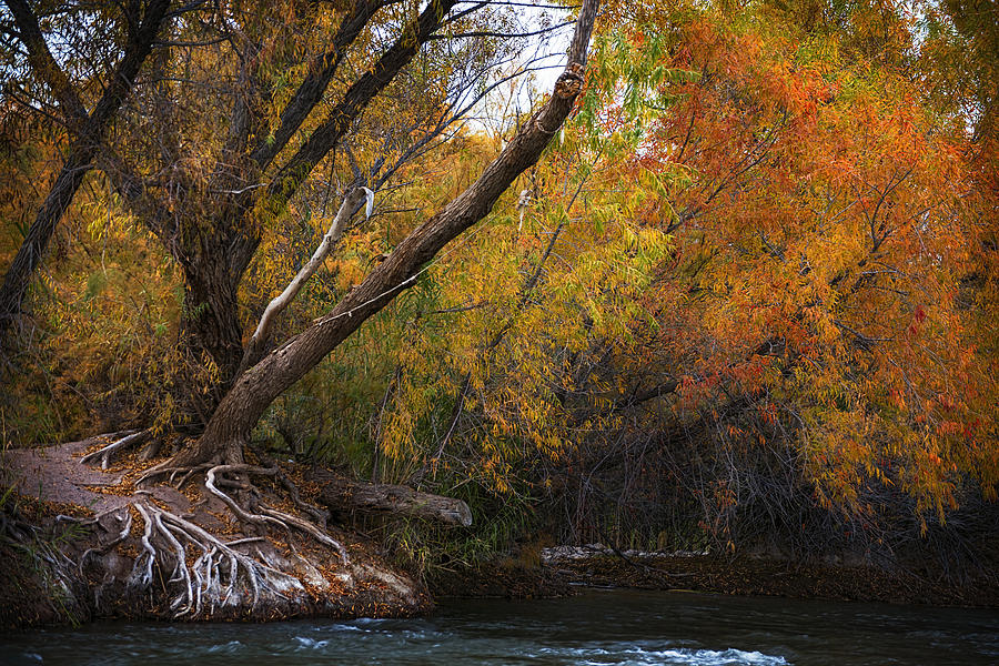 Salt River under brilliant fall colors Photograph by Dave Dilli