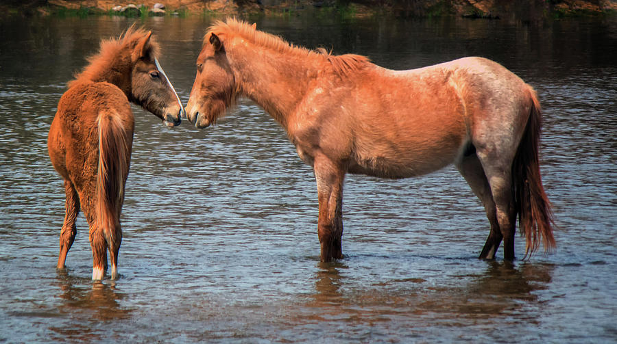 Salt River Wild Horses 3015-032118-1cr Photograph by Tam Ryan