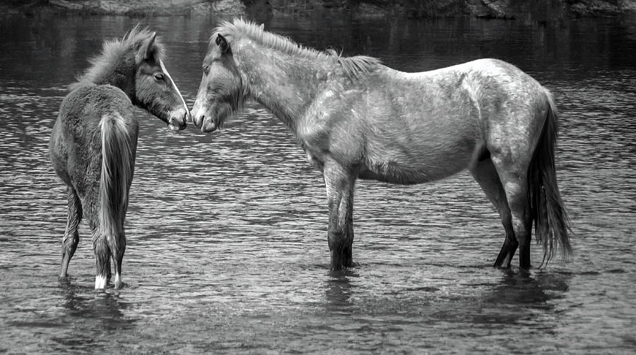 Salt River Wild Horses 3015-032118-2cr Photograph by Tam Ryan