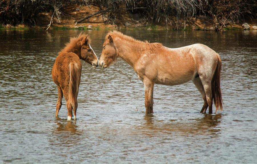 Salt River Wild Horses 3017-032118-1cr Photograph by Tam Ryan