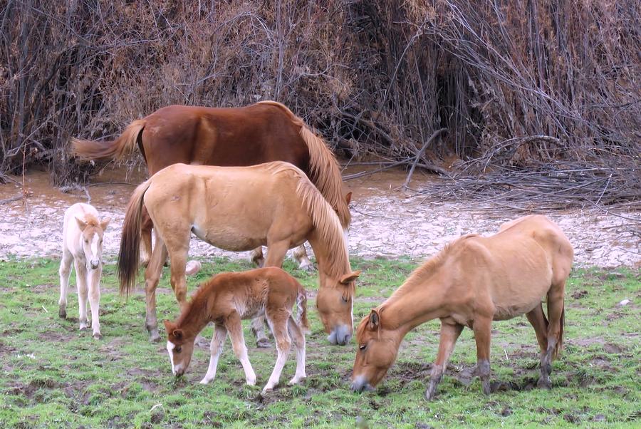 Salt River Wild Horses in Winter Photograph by Judy Kennedy