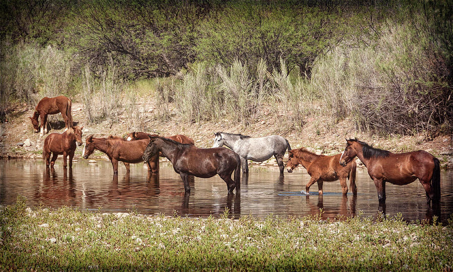 Horse Photograph - Salt River Wild Horses Riverside  by Saija Lehtonen