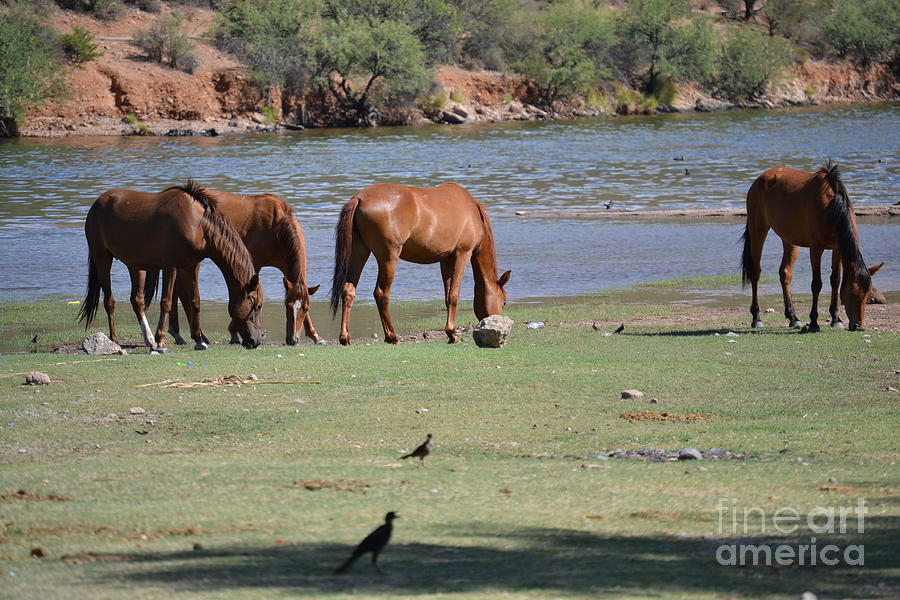 Salt River Wild Horses Tonto National Forest Feeding Number One Photograph by Heather Kirk