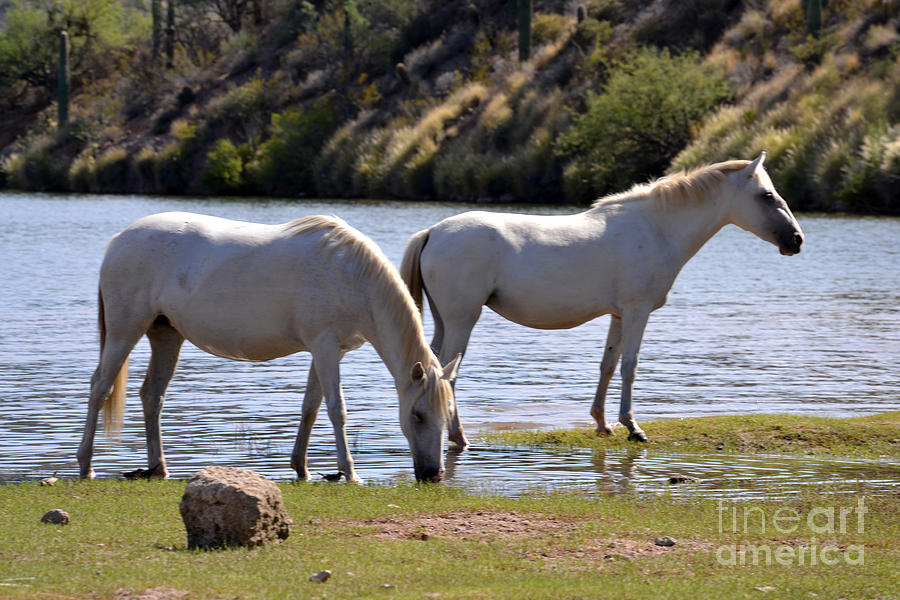 Salt River Wild Horses Tonto National Forest Two White Mares Number One Photograph by Heather Kirk