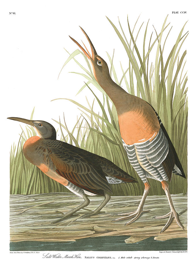 John James Audubon Painting - Salt Water March Hen by John James Audubon