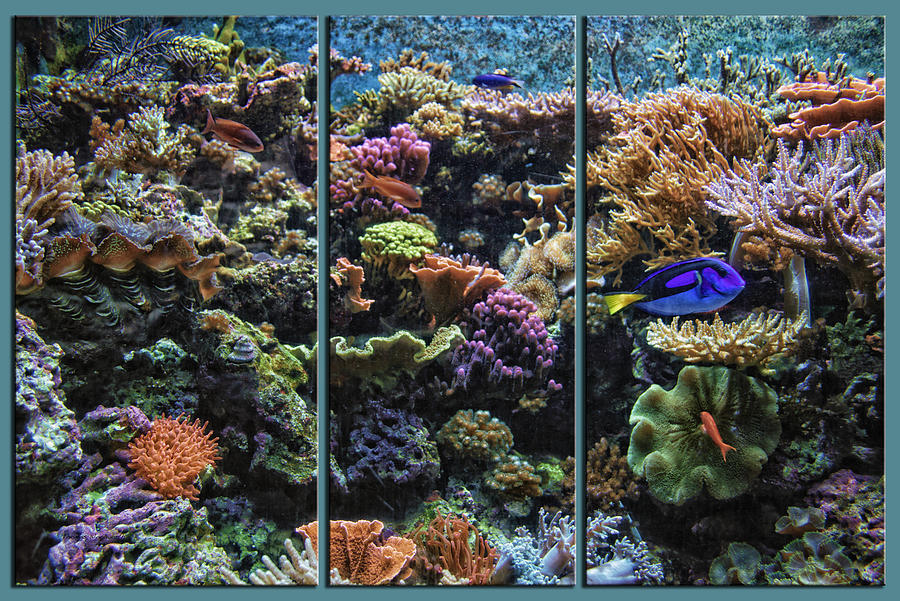 Salt Water Reef And Fish Triptych 3 Panel 02 Mixed Media by Thomas Woolworth