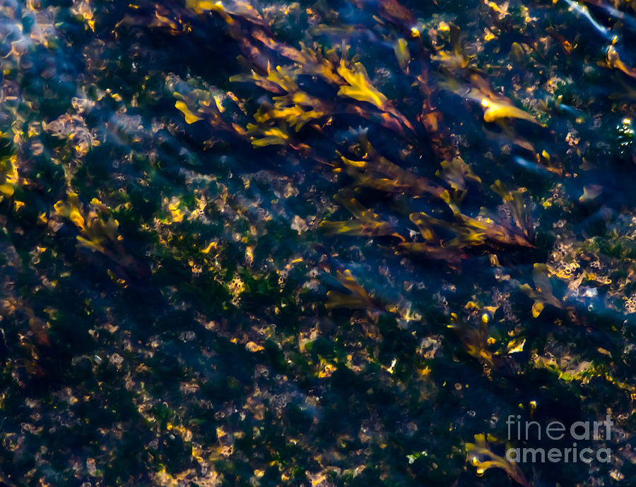 Saltlife Abstract Photograph by James Aiken