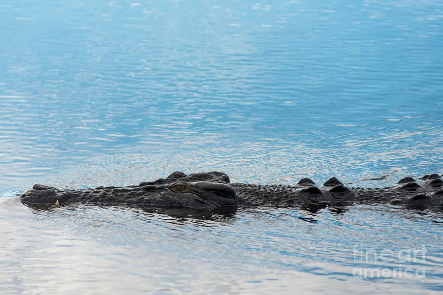 Saltwater Crocodile Photograph by Andrew Michael