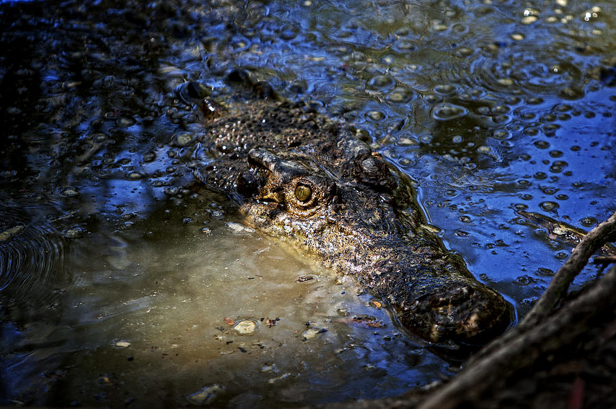 Crocodile Photograph - Saltwater crocodile Australia by Jamie Cain