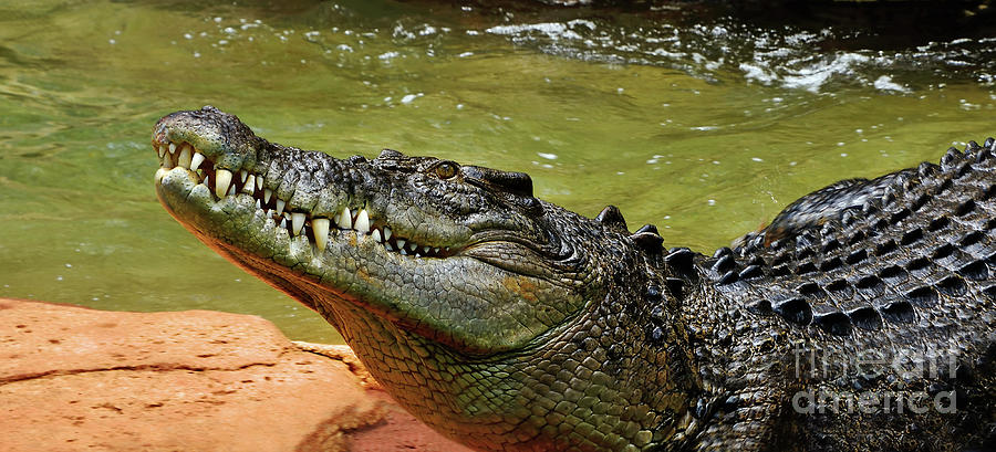 Saltwater Crocodile by Kaye Menner Photograph by Kaye Menner