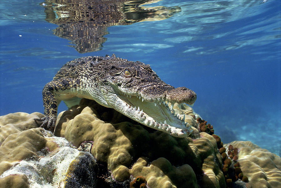 Saltwater Crocodile Smile Photograph by Mike Parry