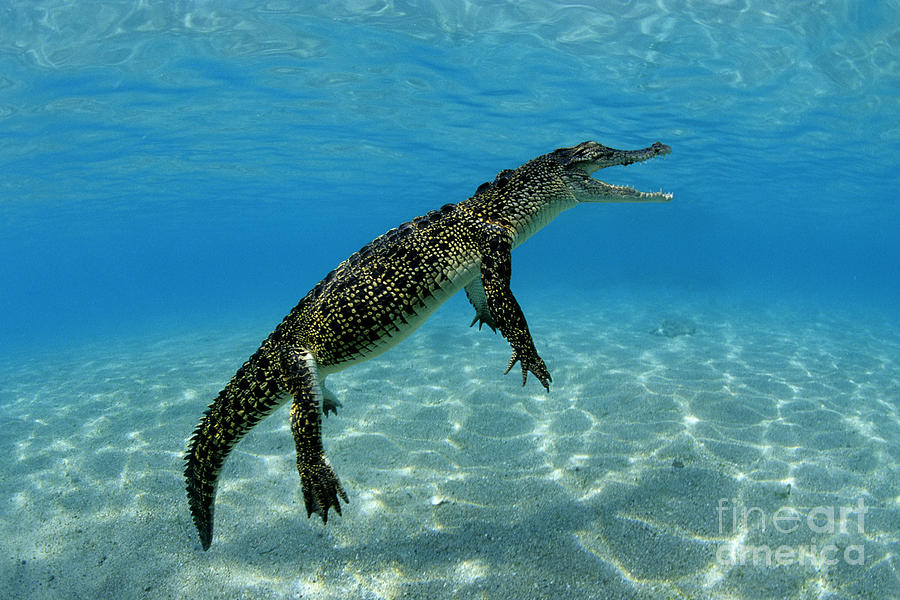 Crocodile Photograph - Saltwater Crocodile by Franco Banfi and Photo Researchers