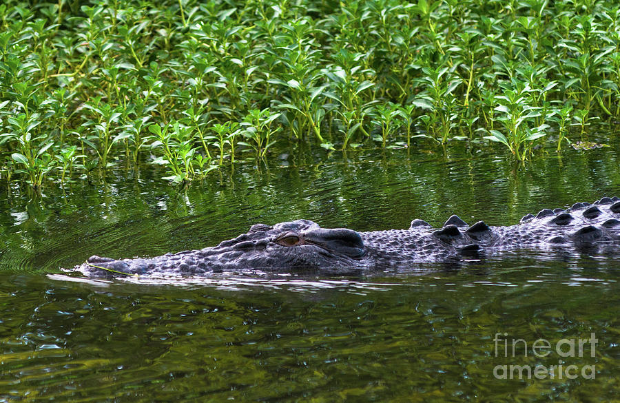 Saltwater crocodile in Kakadu Photograph by Andrew Michael