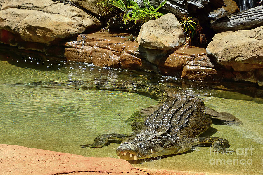 Crocodile Photograph - Saltwater Crocodile in Water by Kaye Menner by Kaye Menner