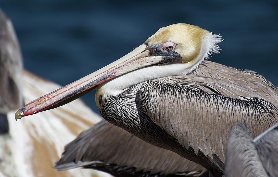 Salty by Amanda Rimmer Salty by Amanda Rimmer