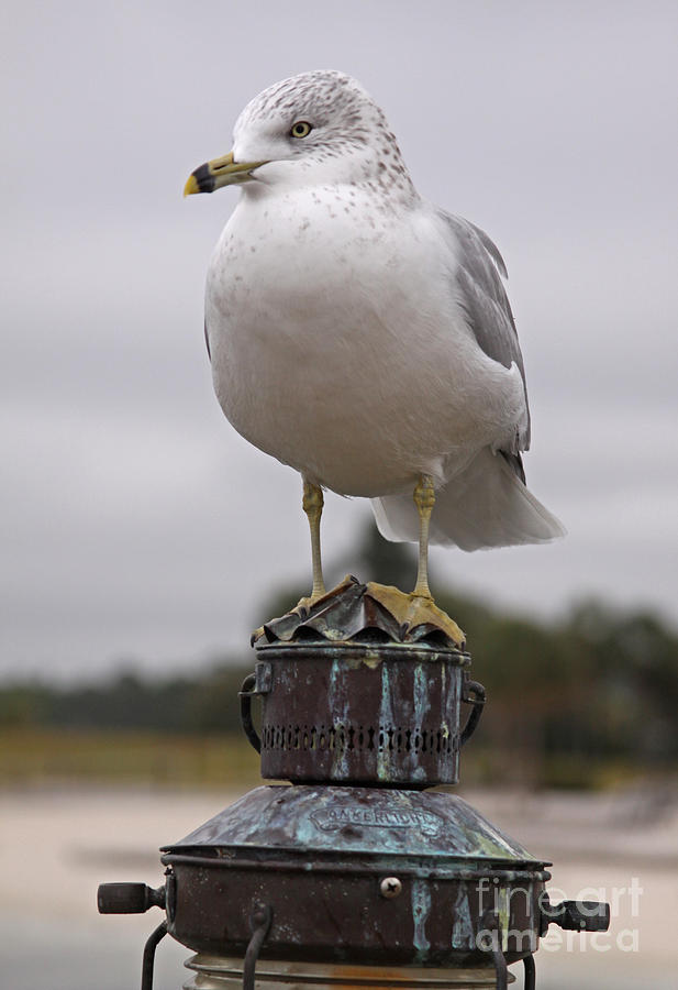 Seagull Photograph - Salty Seagull by Chuck Hanlon