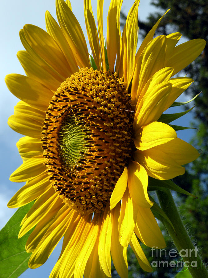 Sunflower Photograph - Salutatiion by Christine Belt