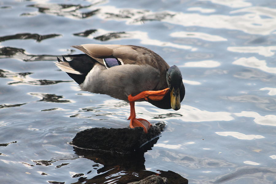 Duck Photograph - Saluting by Pamela Walton