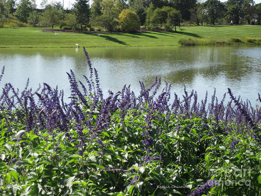 Salvia at the Lake Photograph by Kathie Chicoine
