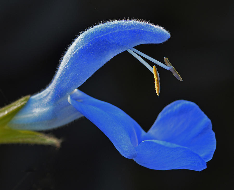 Salvia Blue Angel Photograph by Jim Atkins - Fine Art America