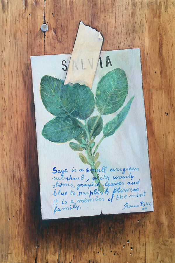 Salvia Painting