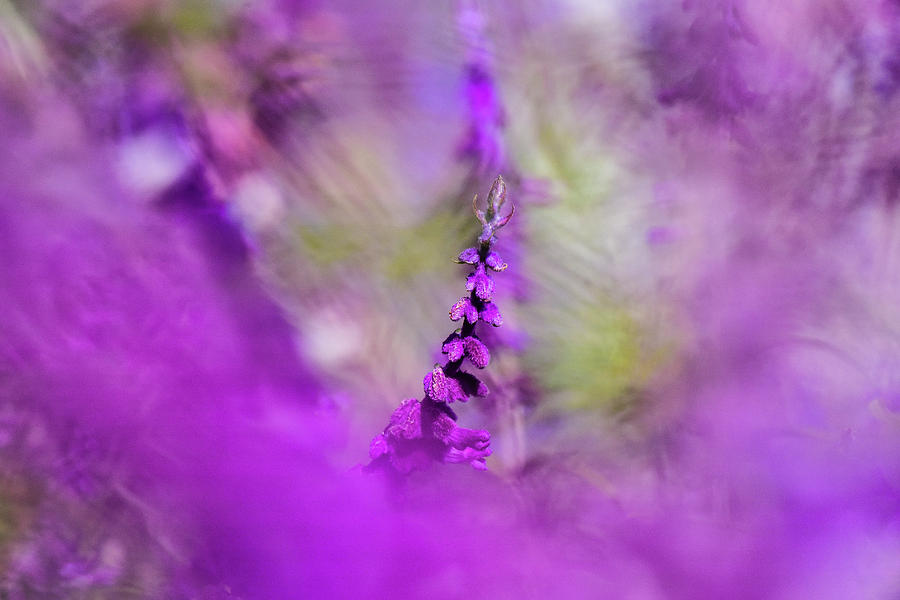 Salvia Macro Shallow DOF Photograph by Linda Brody