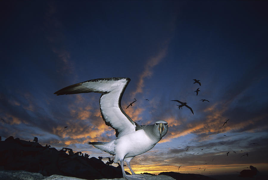 Salvins Albatross at Sunset Photograph by Tui De Roy