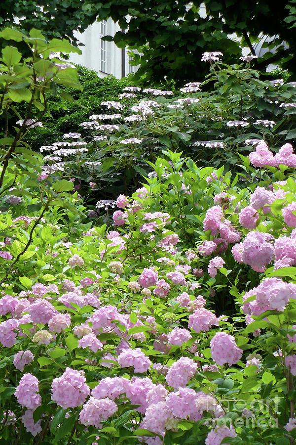 Pink Hydrangeas in Mirabell Garden Photograph by Carol Groenen