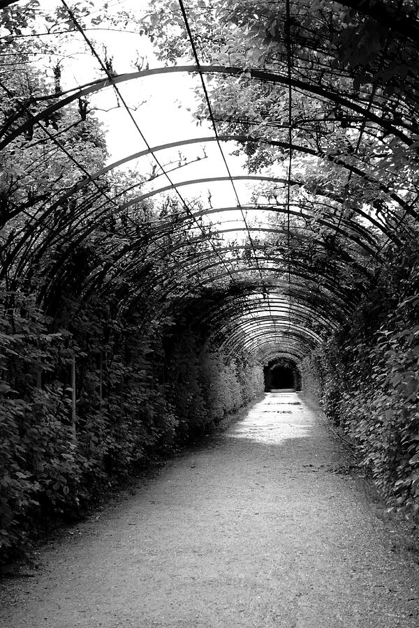 Black And White Photograph - Salzburg Vine Tunnel - By Linda Woods by Linda Woods